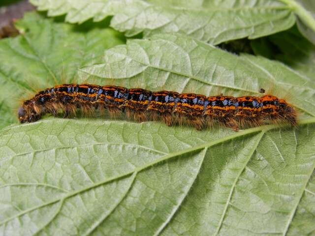 Image of Tent caterpillar