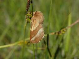 Image of Tent caterpillar