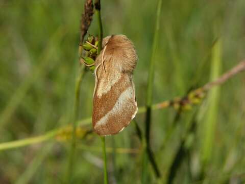 Image of Tent caterpillar