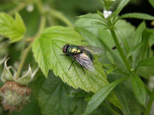 Image of blow flies