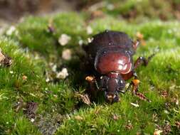 Image of Sexton Beetles