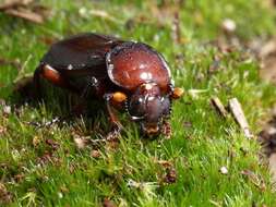 Image of Sexton Beetles