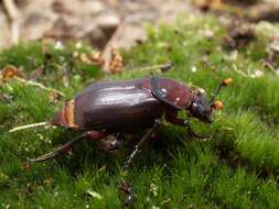 Image of Sexton Beetles