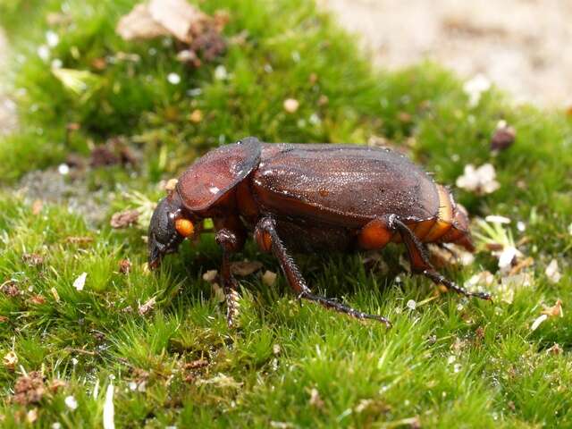 Image of Sexton Beetles