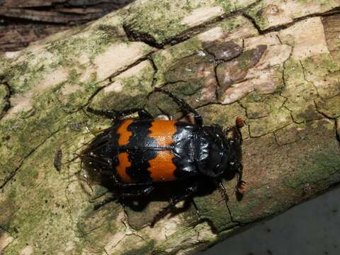 Image of Sexton Beetles