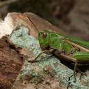 Image of Common green grasshopper