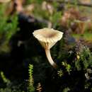 صورة Lichenomphalia velutina (Quél.) Redhead, Lutzoni, Moncalvo & Vilgalys 2002