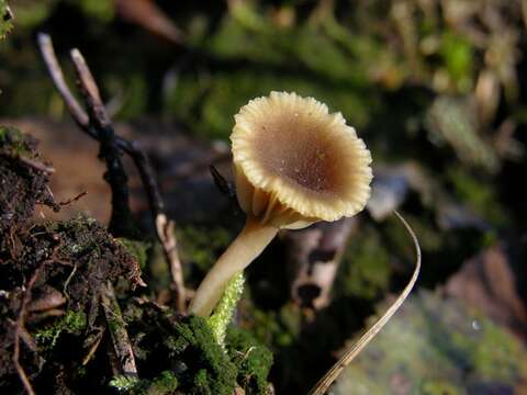 Image of Lichenomphalia