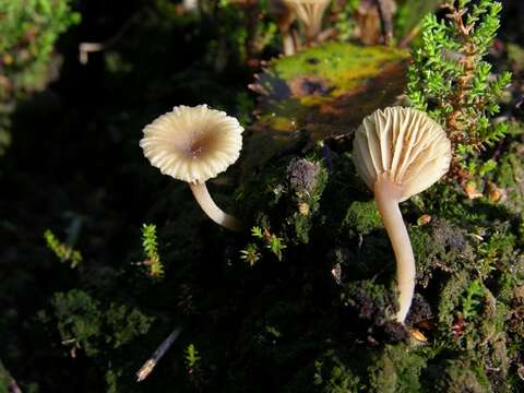 Image of Lichenomphalia