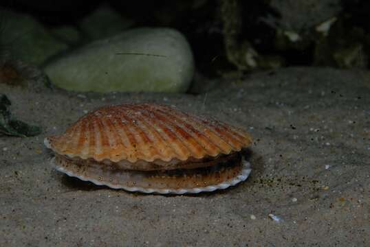 Image of Aequipecten P. Fischer 1886