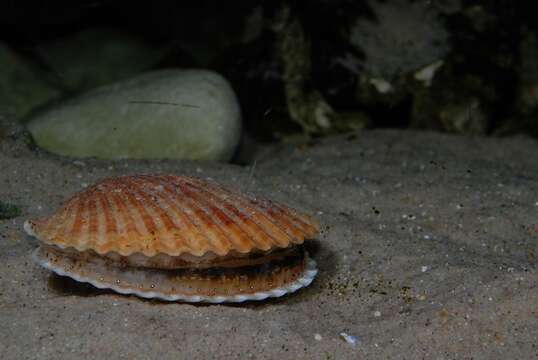 Image of Aequipecten P. Fischer 1886