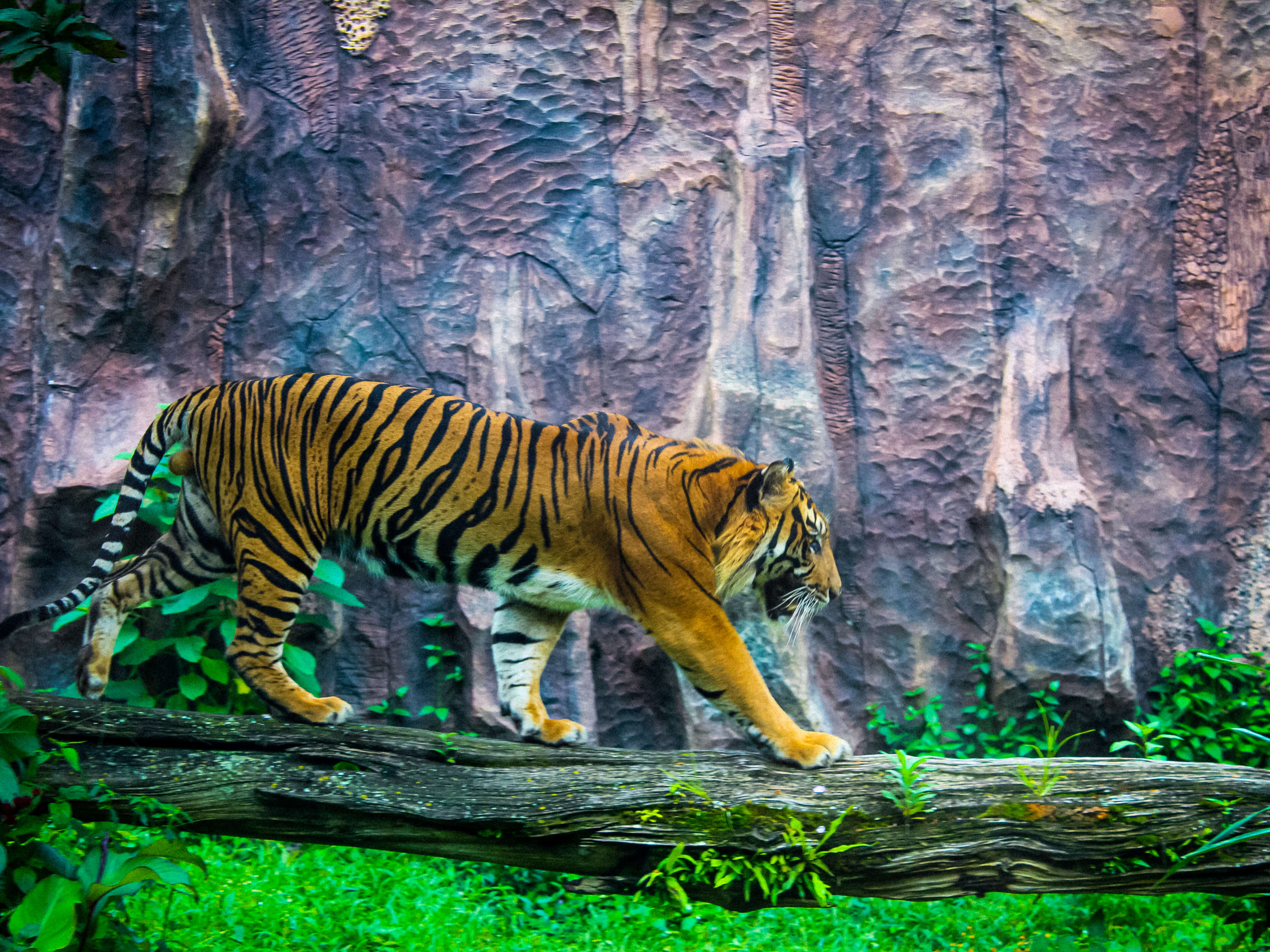 Image of Javan Tiger