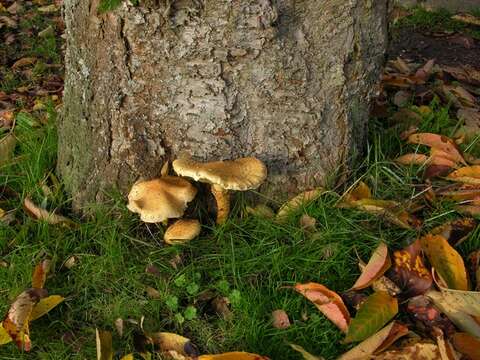 Image of Pholiota