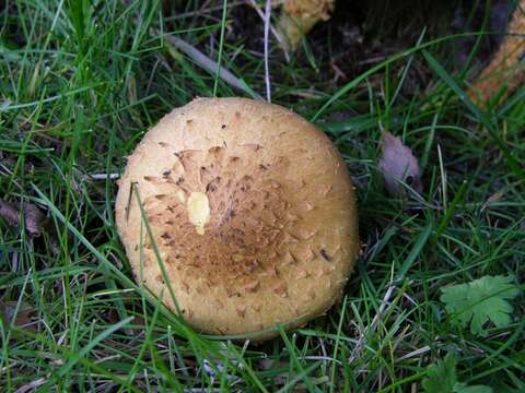 Pholiota resmi