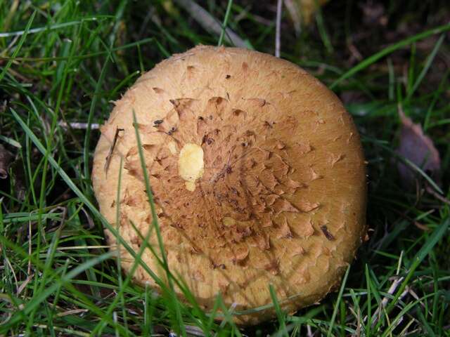 Pholiota resmi