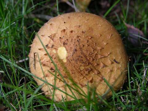 Image of Pholiota