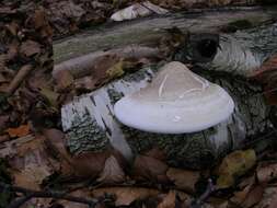 Fomitopsis resmi