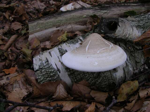 Image of Fomitopsis