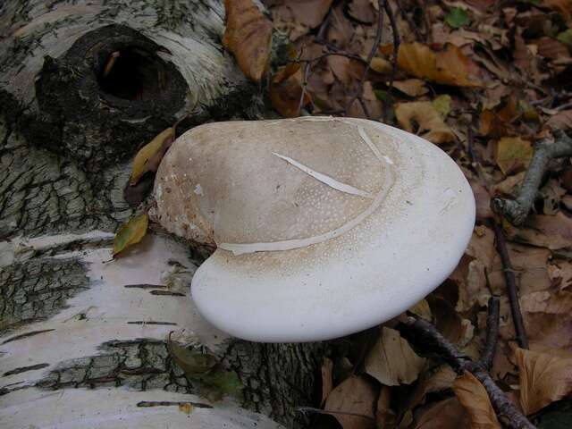 Image de Fomitopsis