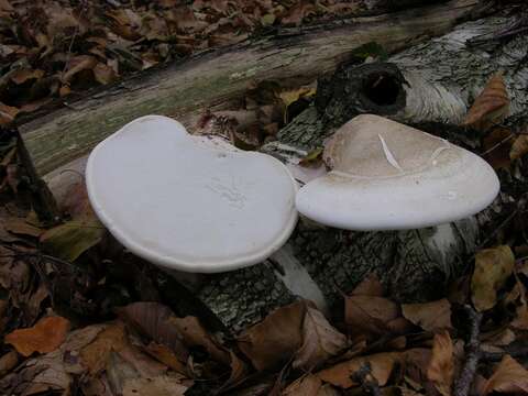 Image of Fomitopsis