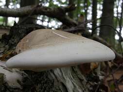 Image of Fomitopsis