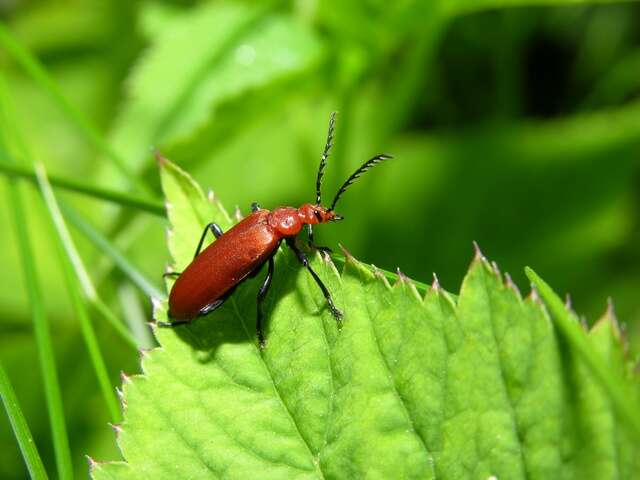 Слика од <i>Pyrochroa serraticornis</i>