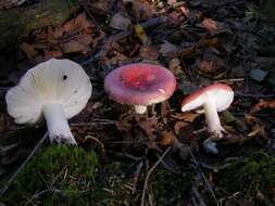 Image of Russula nobilis Velen. 1920