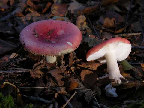 Image of Russula nobilis Velen. 1920