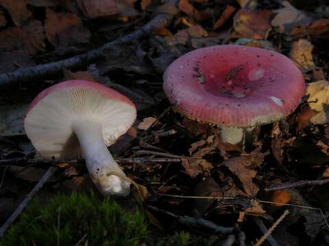 Image of Russula nobilis Velen. 1920