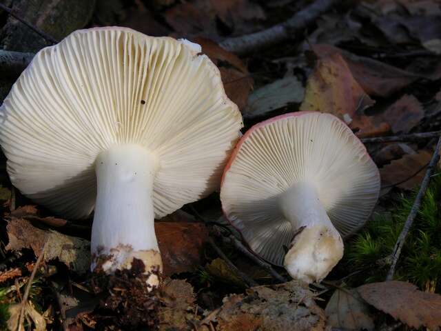 Image of Russula nobilis Velen. 1920