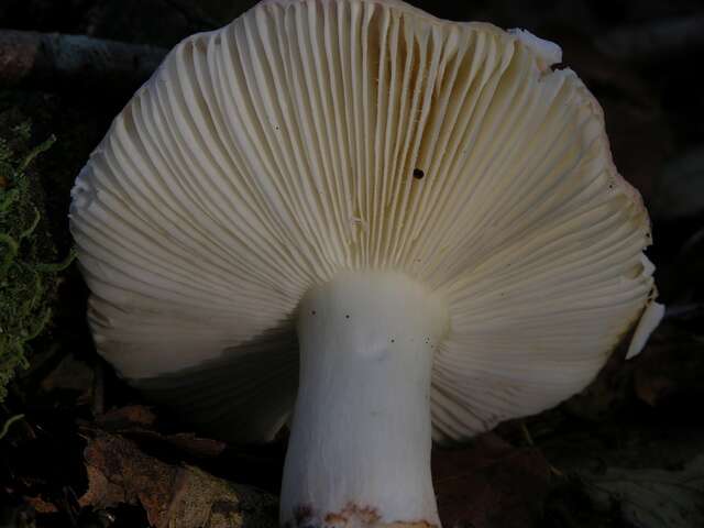 Image of Russula nobilis Velen. 1920