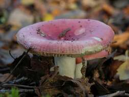 Image of Russula nobilis Velen. 1920