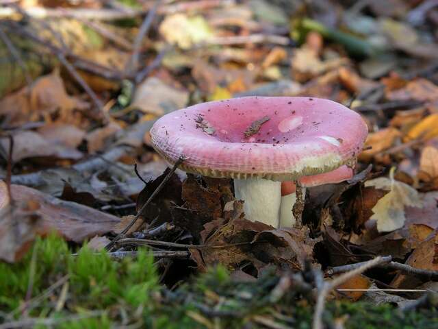 Image of Russula nobilis Velen. 1920