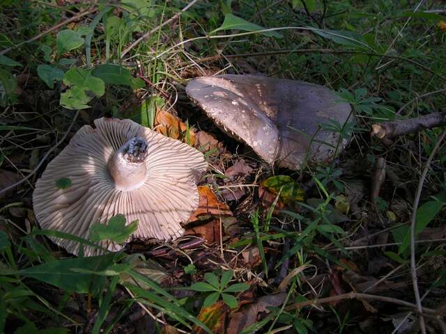 Image of Russula nigricans Fr. 1838