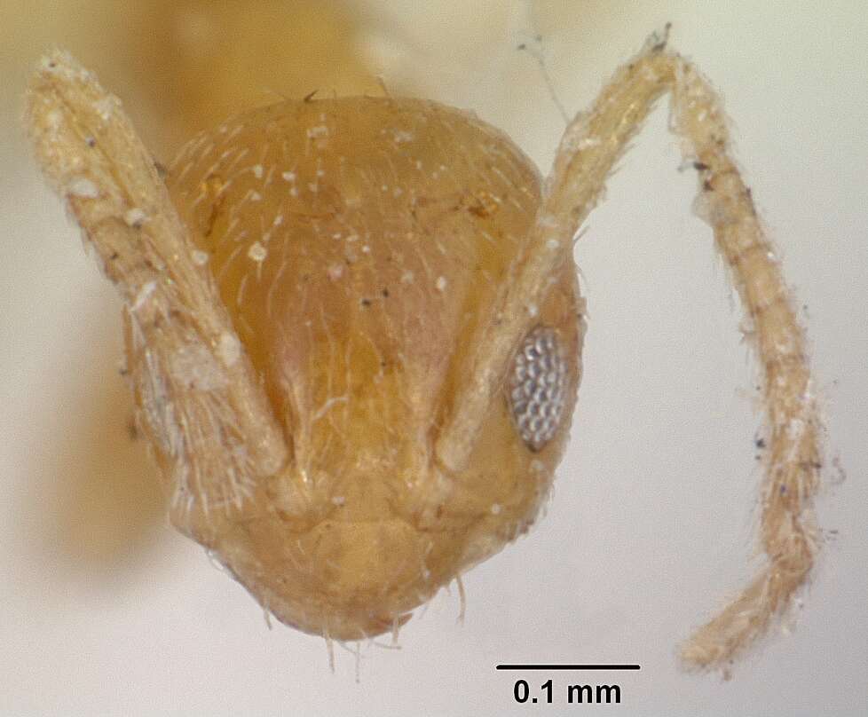 Image of Little yellow ant