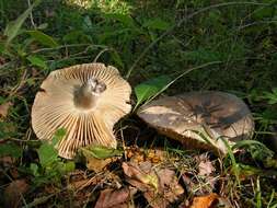 Image of Russula nigricans Fr. 1838