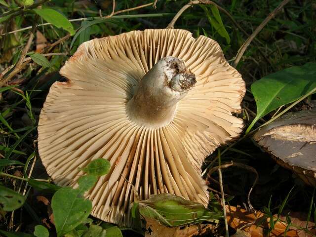 Image of Russula nigricans Fr. 1838