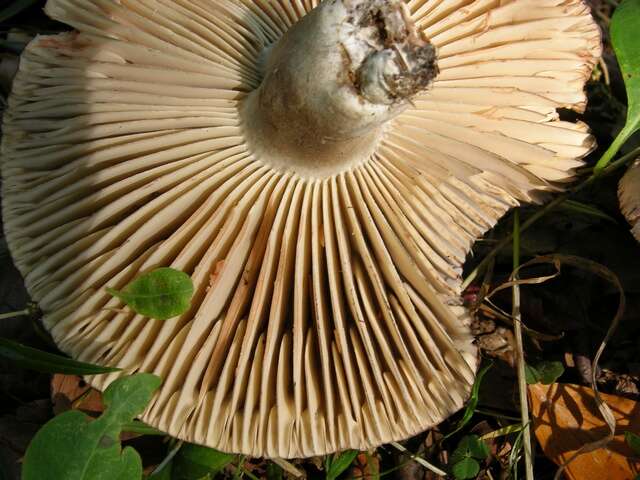 Image of Russula nigricans Fr. 1838