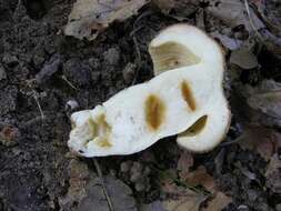 Image of Russula subfoetens W. G. Sm. 1873