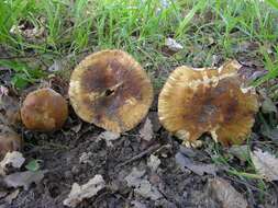 Image of Russula subfoetens W. G. Sm. 1873