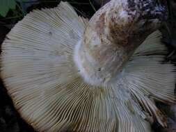 Image of Russula subfoetens W. G. Sm. 1873