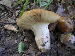 Image of Russula subfoetens W. G. Sm. 1873