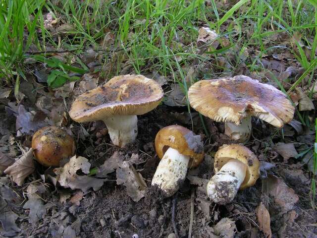 Image of Russula subfoetens W. G. Sm. 1873