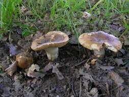 Image of Russula subfoetens W. G. Sm. 1873