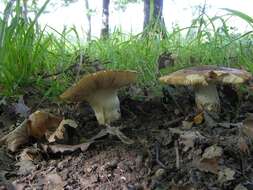 Image of Russula subfoetens W. G. Sm. 1873