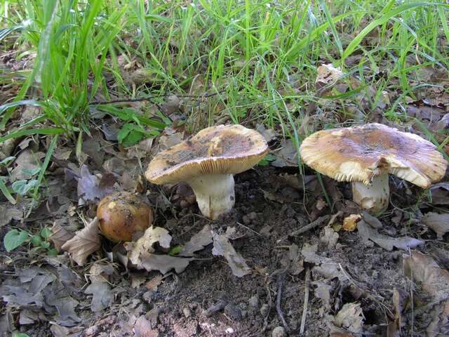 Image of Russula subfoetens W. G. Sm. 1873