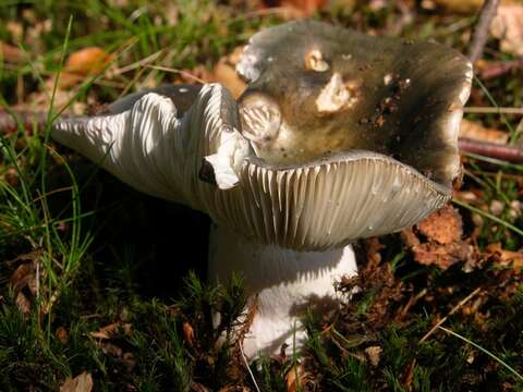 Imagem de Russula versicolor Jul. Schäff. 1931