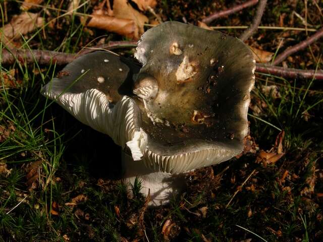 Imagem de Russula versicolor Jul. Schäff. 1931