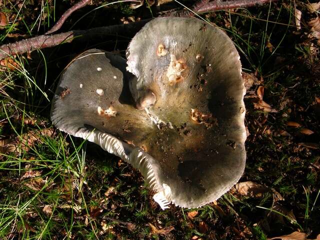 Imagem de Russula versicolor Jul. Schäff. 1931