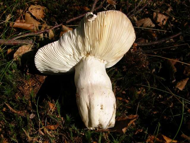 Imagem de Russula versicolor Jul. Schäff. 1931